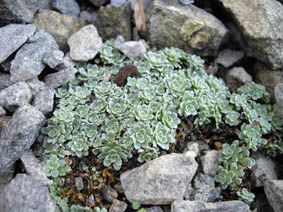 Saxifraga paniculata 'Baldensis'